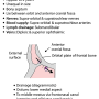 frontal_sinus.png