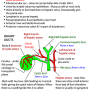 gall_bladder_topography.png