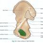 hip-inner-surface.jpg