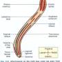 iliac-crest-attachment.jpg