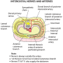 intercoastal_artery.png