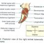 ischial-tuberositry.jpg