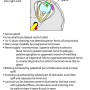 lacrimal_gland.png