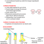 larynx-developmet.png