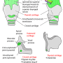 larynx.png