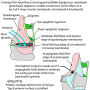 larynx_inlet.png