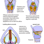 larynx_muscles.png