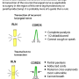 larynx_semons_law.png