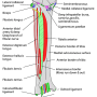 leg-anterior.png