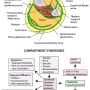 leg-cross-section.png