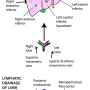 liver-segments.png