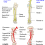 lowerlimb-nerves.png