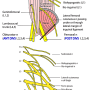 lumbar_plexus.png