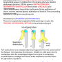 lungs-development.png