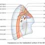 lungs-lt-impression.jpg