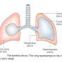 lungs-pleura.jpg