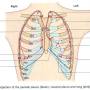 lungspleural-surfacemark.jpg