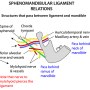 mandible-sphenomandibular_lig.png