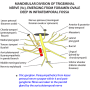 mandibular-foramen-ovale.png