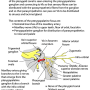 mandibular-pterygopalatine.png