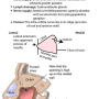 maxillary_sinus.png