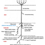 median_nerve.png