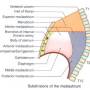 mediastinum-divisions.jpg