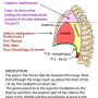 mediastinum-divisions.png