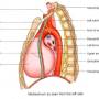 mediastinum-leftsideview.jpg