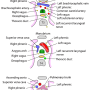 mediastinum-relations.png