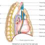 mediastinum-rightsideview.jpg