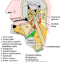 mouth-muscles.png