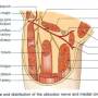 obturator-nerve-course.jpg