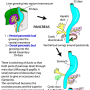 pancreas_development.png