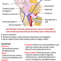 parotid_gland.png