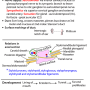 parotid_gland_-development.png