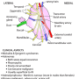 parotid_gland_surface.png