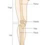 parts-of-lower-limb.jpg