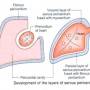 pericardium-development.jpg