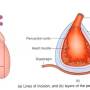 pericardium-layers.jpg