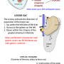 peritoneal-cavity.png