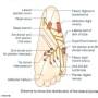 plantar-nerve-lateral-schema.jpg