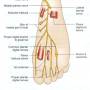 plantar-nerve-medial-schema.jpg