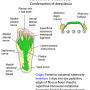 plantar_aponeurosis.png