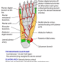 plantar_artery.png