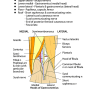 popliteal_fossa_suprfc.png