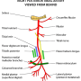 posterior_tibial_artery.png