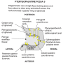 pterygopalatine_fossa_above.png