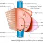 right-atrium-internalfeatues.jpg