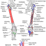 rt-femur-attachments.png